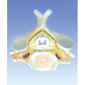 Section of Spinal Cord & Cervical Vertebral Model